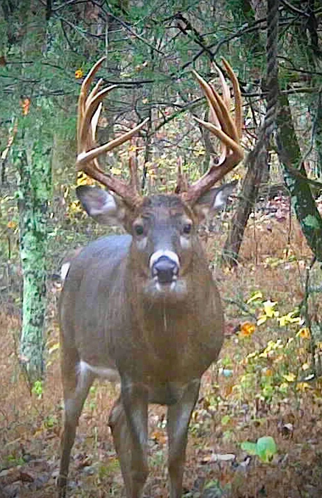 Whitetail buck at first light