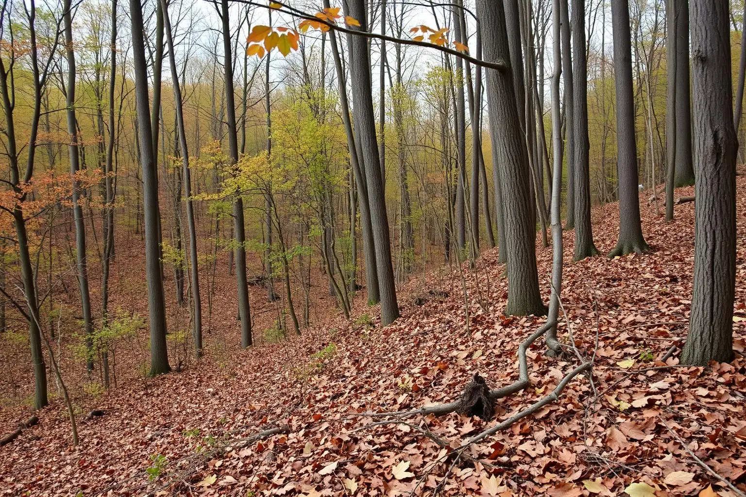 Hinge-cut timber and thick regrowth along a managed hardwood edge