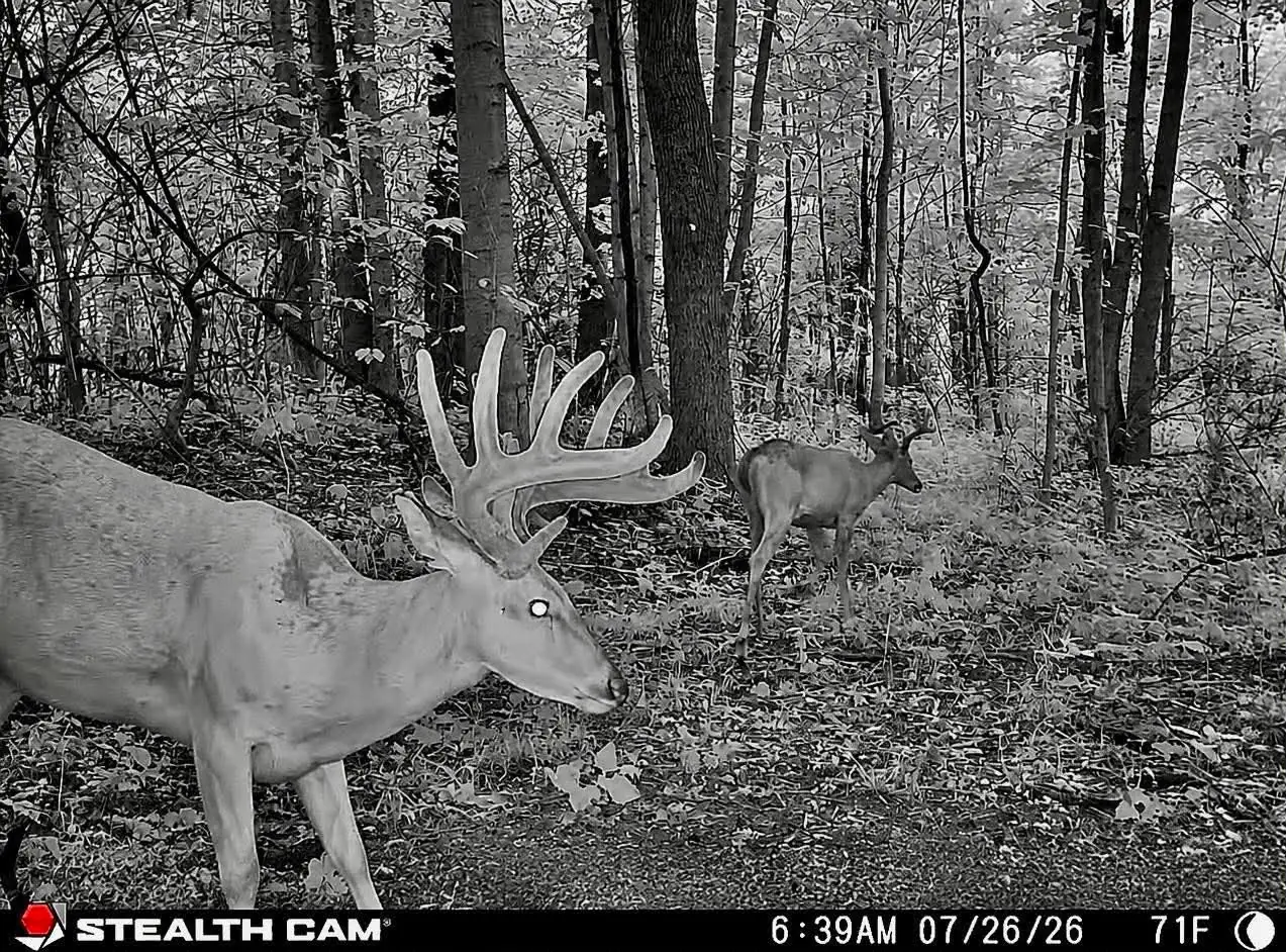 Trail camera photo of a mature whitetail buck used for herd survey data