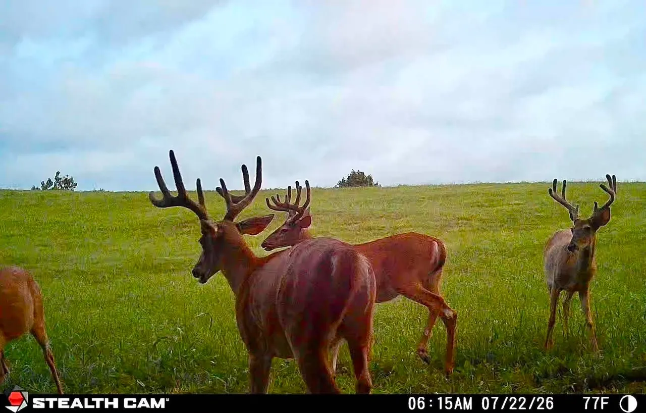 Trail camera photo of a buck in velvet
