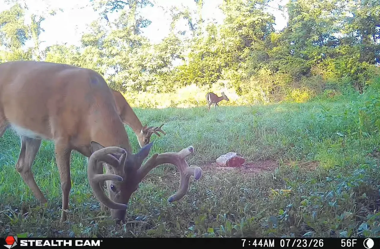 Nighttime trail camera photo of a heavy whitetail