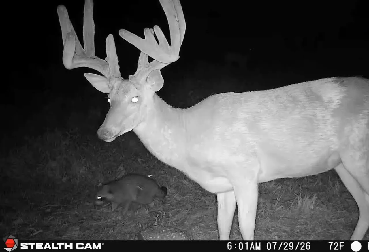 Trail camera photo of deer moving along a field edge