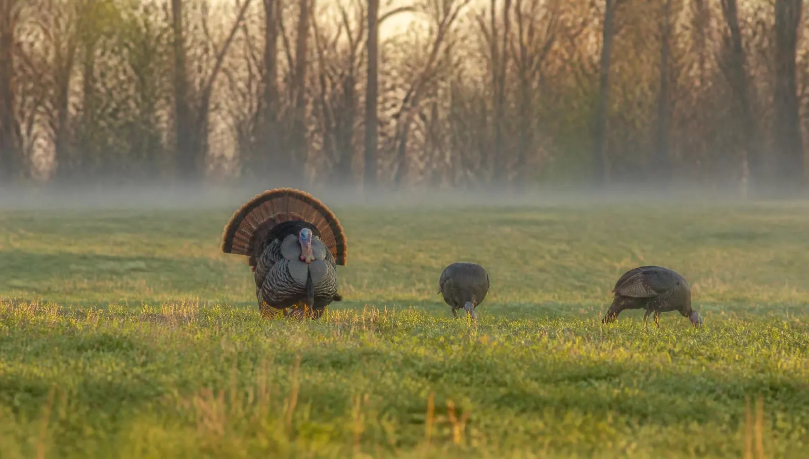 Wild turkey in an open field